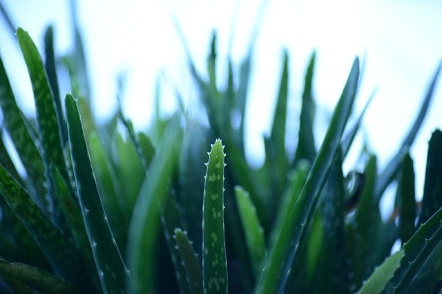 Aloe Vera Heilpflanze – Tipps und Tricks für die richtige Anwendung | Blog