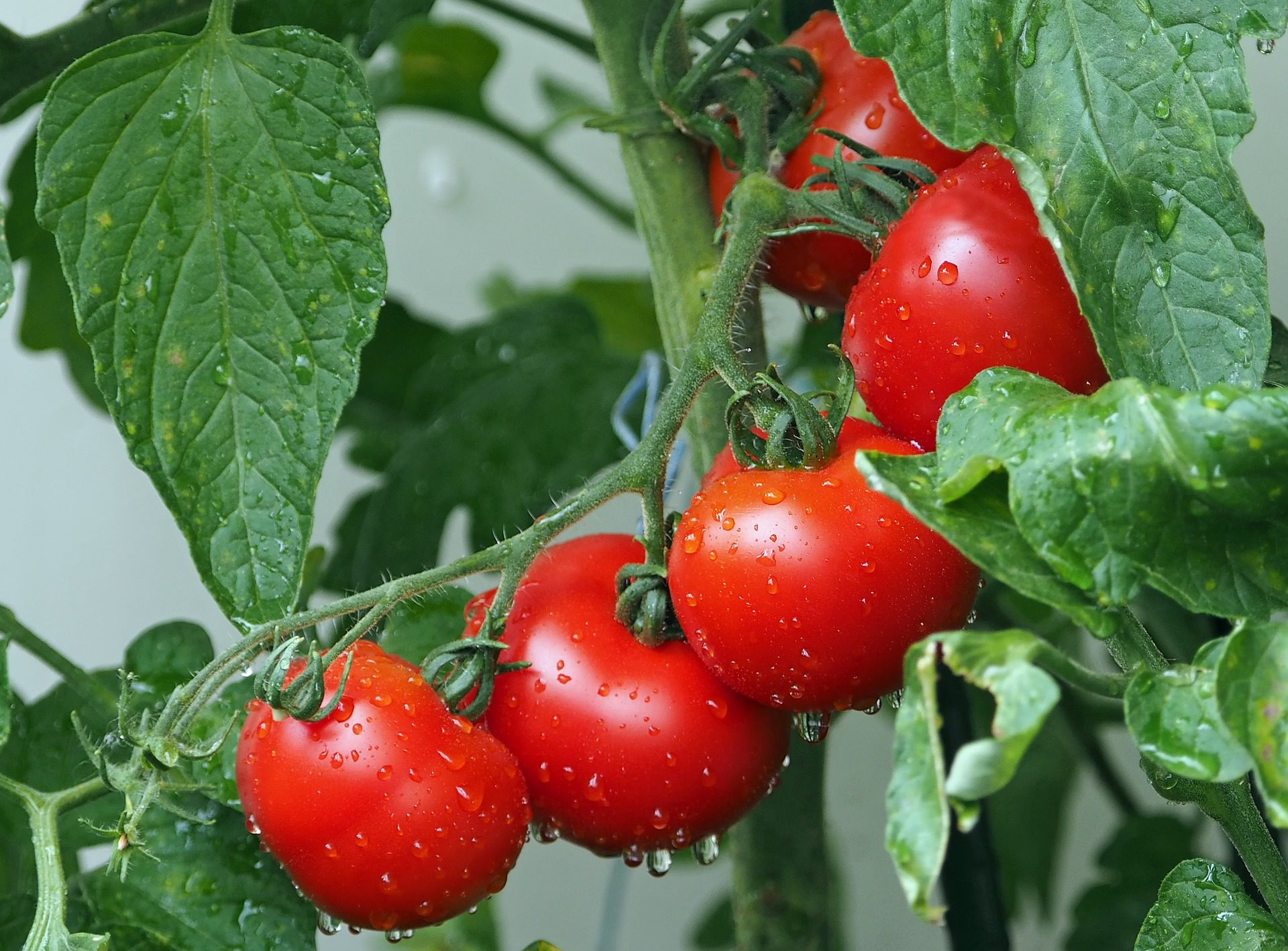 Tomaten gesunde Ernährung nach Kneipp