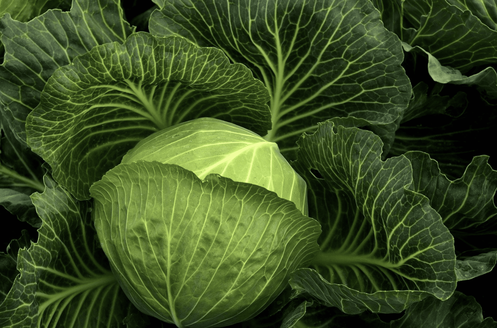 Kohl – gesundes Gemüse | Kneipp: Darm, Gelenkschmerzen & Kohlwickel